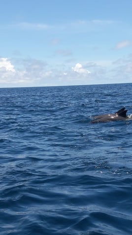 Jet Ski Tours - Dolphin Sighting