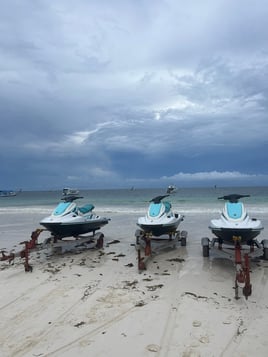 Jet Ski Tours - Dolphin Sighting