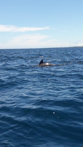 Jet Ski Tours - Dolphin Sighting