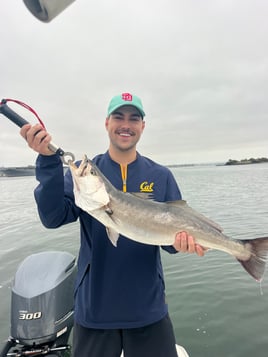 San Diego Bay Fly Fishing