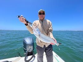 San Diego Bay Fly Fishing