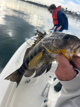 San Diego Bay Fly Fishing