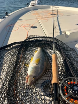 San Diego Bay Fly Fishing