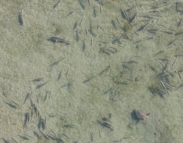 Sightfishing North Carolina