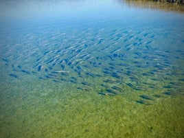 Sightfishing North Carolina