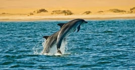 Dolphin Tour