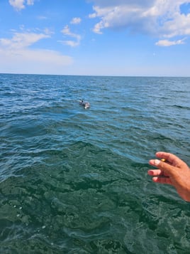 Dolphin Tour