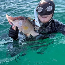 Nearshore Reef Spearfishing