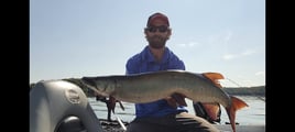 Musky Fishing