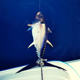 Half Day Or Fulld Day Tuna Fishing