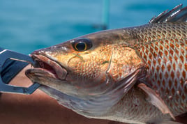 3/4 Day Fishing Charter