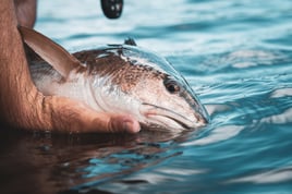 3/4 Day Fishing Charter