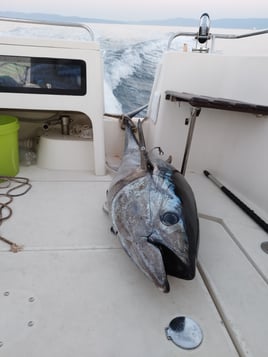 Full Day Big Game Fishing