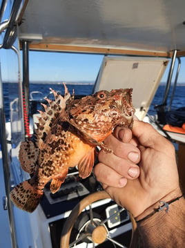 Adriatic Fishing Trip