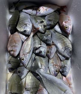 4-8 Hours Fishing Trip