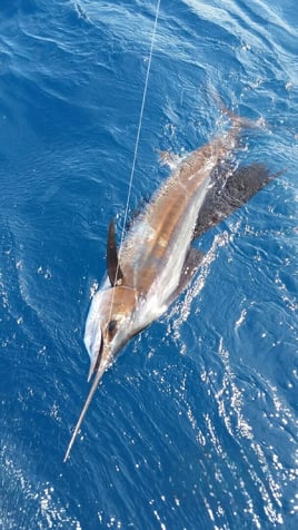 1/2, 3/4, Full Gulf Stream Fishing