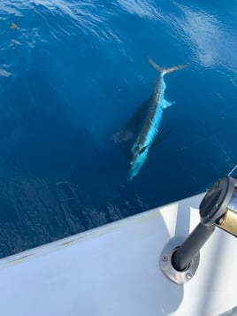 1/2, 3/4, Full Gulf Stream Fishing