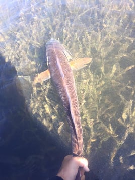 St. Petersburg Fishing