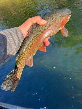 Fly Fishing Trip For Beginners