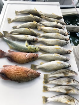 4 Hour – Inshore/Nearshore/Combo