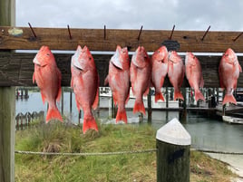 4-6 Hour – Bottom Fishing/Combo