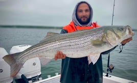 Striped Bass/Bluefish