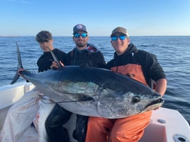 Giant Bluefin Tuna
