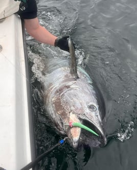 Giant Bluefin Tuna