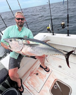 Giant Bluefin Tuna