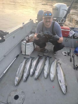 Summer Steelhead 