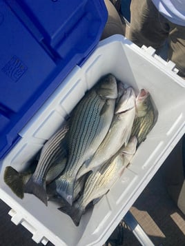 Striper Fishing