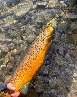 Day Trip – Niagara Falls