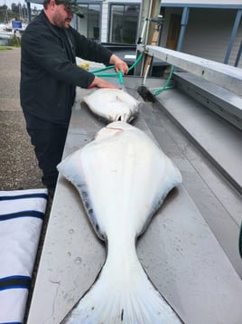 Full Day Trip – Halibut Long Range