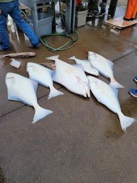 Full Day Trip – Halibut Long Range