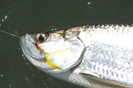 Inshore Fishing Trip