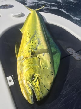 Local And Long-range Fishing Trips