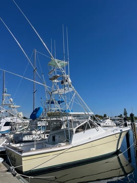 Evening Shark And Tarpon