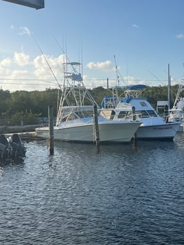 Evening Shark And Tarpon