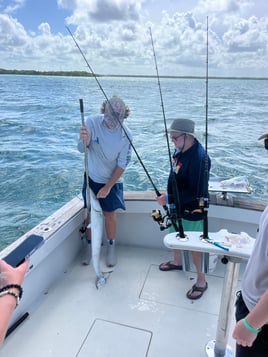 Evening Shark And Tarpon