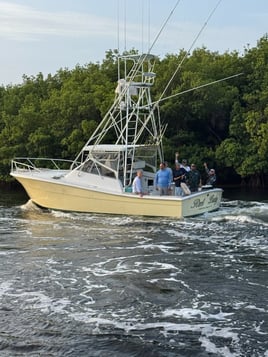 Evening Shark And Tarpon