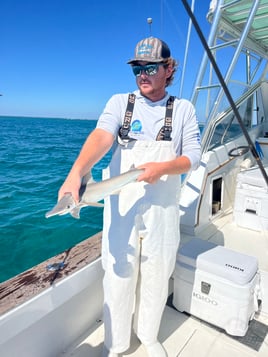 Evening Shark And Tarpon