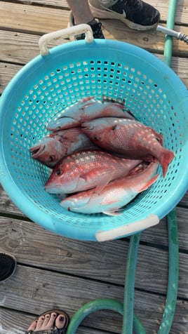 4 Hour Inshore/Nearshore