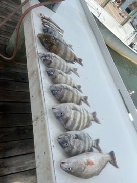 4 Hour Inshore/Nearshore