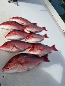 4 Hour Inshore/Nearshore