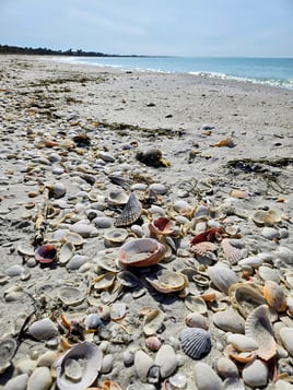 Beach,Sandbar,Shelling,Restaurants
