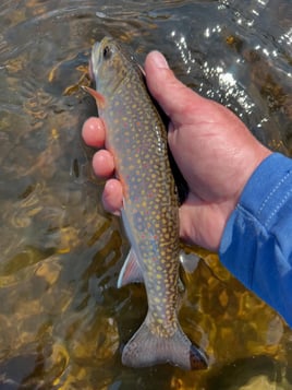 Connecticut River Wade Trips