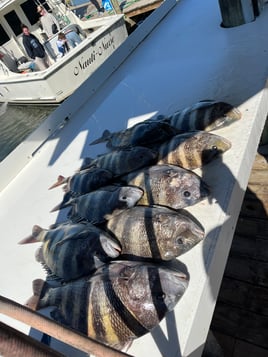 3 Hour Inshore Trip