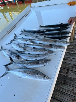 3 Hour Inshore Trip