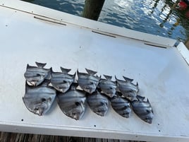 3 Hour Inshore Trip