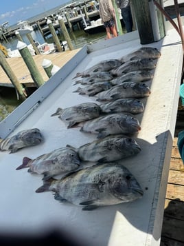 3 Hour Inshore Trip